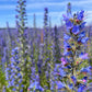 100 Blue VIPERS BUGLOSS Echium Vulgare Blue Flower Seeds