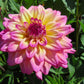 50 EARLY BIRD DAHLIA Mixed Colors Flower Seeds