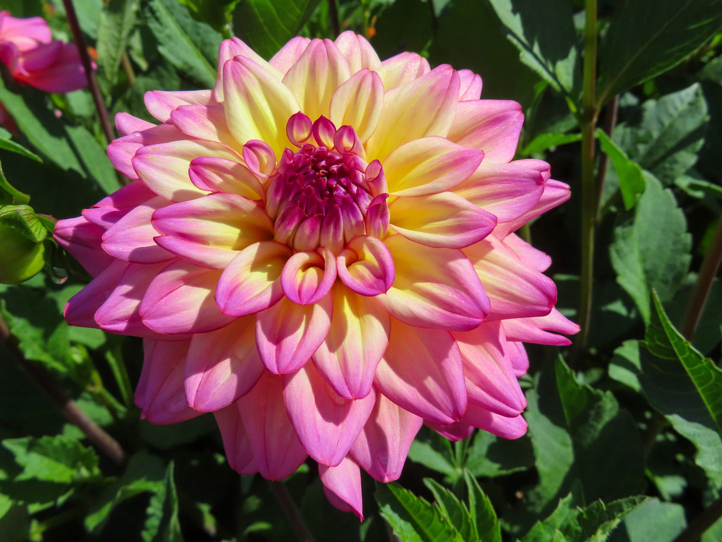 50 EARLY BIRD DAHLIA Mixed Colors Flower Seeds