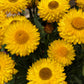50 YELLOW DOUBLE STRAWFLOWER  Xerochrysum Bracteatum Helichrysum Flower Seeds