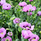 1000 LAVENDER POPPY Purple Papaver Somniferum Flower Seeds