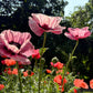 100 Princess Victoria Louise ORIENTAL POPPY Papaver Orientale Flower Seeds