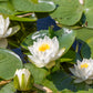 10 WHITE WATER LILY / Lily Pad / Sacred Asian Water Lotus Nymphaea Ampla Flower Seeds