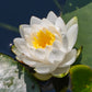 10 WHITE WATER LILY / Lily Pad / Sacred Asian Water Lotus Nymphaea Ampla Flower Seeds