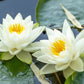 10 WHITE WATER LILY / Lily Pad / Sacred Asian Water Lotus Nymphaea Ampla Flower Seeds