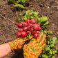 500 CHAMPION RADISH Sweet Scarlet Red Raphanus Sativus Root Vegetable Seeds