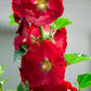 25 DARK RED HOLLYHOCK Alcea Rosea Flower Seeds Perennial
