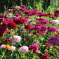 500 MIXED Colors SWEET WILLIAM Dianthus Barbatus Color Mix Red White Pink Bicolor Flower Seeds