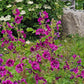20 MAURITIAN MALVA Mallow Malva sylvestris var. mauritania Flower Seeds