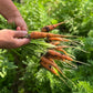 1500 LITTLE FINGERS CARROT Daucus Carota Vegetable Seeds