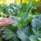 1500 MORRIS HEADING COLLARDS Collard Green Brassica Oleracea Vegetable Seeds
