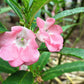 100 IMPATIENS (Balsam / Lady Slipper / Touch Me Not) Impatiens Balsamina Flower Seeds