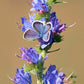 100 Blue VIPERS BUGLOSS Echium Vulgare Blue Flower Seeds