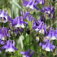 100 MIXED EUROPEAN COLUMBINE Aquilegia Flower Seeds