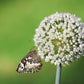 500 BROAD LONDON LEEK Allium Porrum Heirloom White & Green Vegetable Seeds