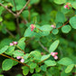 10 Dwarf CREEPING SNOWBERRY Shrub White Pink Flower Symphoricarpos Mollis Seeds
