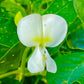 50 Speckled Dixie BUTTERPEA LIMA BEAN Phaseolus Vulgaris Bush Vegetable Seeds