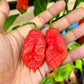 20 GHOST PEPPER SEEDS Blazing Hot Naga Bhut Jolokia Cobra Chili Vegetable Seeds