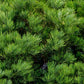 40 GIANT SEQUOIA Sequoiadendron Giganteum Sierra Redwood Tree Seeds