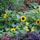 30 INCREDIBLE DWARF SUNFLOWER Helianthus Annuus Flower Seeds