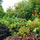 30 INCREDIBLE DWARF SUNFLOWER Helianthus Annuus Flower Seeds