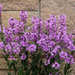 100 LUNARIA Biennis ( MONEY PLANT / Silver Dollar / Honesty / Moonwort / L Annua ) Flower Seeds
