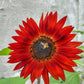 25 RED SUN SUNFLOWER Helianthus Annuus Flower Seeds