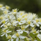 20 WHITE CLEMATIS Virginiana / Virgins Bower Flower Vine Seeds