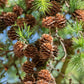 25 JAPANESE LARCH TREE Conifer Pine Cones Bonsai Larix Kaempferi Seeds