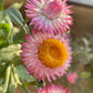 50 PINK DOUBLE STRAWFLOWER Helichrysum  Xerochrysum Bracteatum Flower Seeds