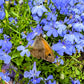 200 CAMBRIDGE BLUE LOBELIA Regatta Erinus Trailing Flower Seeds