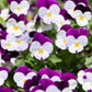 100 JOHNNY JUMP UP Violet Viola Tricolor Flower Seeds