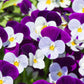 100 JOHNNY JUMP UP Violet Viola Tricolor Flower Seeds