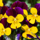 50 Dark JOHNNY JUMP UP Violet Viola Tricolor Flower Seeds