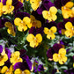 50 Dark JOHNNY JUMP UP Violet Viola Tricolor Flower Seeds