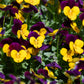 50 Dark JOHNNY JUMP UP Violet Viola Tricolor Flower Seeds
