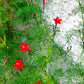 50 CYPRESS VINE MIX Ipomoea Quamoclit Convolvulus Hummingbird Star Morning Glory Cardinal Creeper Flower Seeds - Mixed Colors Red Pink White