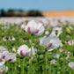 350 TASMANIAN Purple & White POPPY Papaver Somniferum Flower Seeds