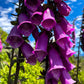 1000 PURPLE FOXGLOVE Digitalis Purpurea Flower Seeds