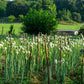 500 SOUTHPORT White Globe BUNCHING ONION Allium Cepa Vegetable Seeds