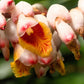 5 KAT GINGER Pink & Yellow Shell Alpinia Katsumadai Hayata Flower Herb Seeds