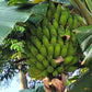 5 PLANTAIN BANANA Musa Balbisiana Hardy Red Flowering Sweet Wild Fruit Tree Seeds