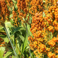 20 Syrup ROX ORANGE SORGHUM Waconia Sugar Cane Bicolor Vegetable Grain Seeds