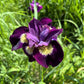20 MIXED SIBERIAN IRIS Sibirica Iris Bicolor Blue Red White Yellow Purple Siberian Flag Flower Seeds