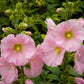 25 PALE PINK HOLLYHOCK Light Alcea Rosea Flower Seeds Perennial