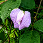 50 PURPLE PINKEYE COWPEA Southern Cow Pea Crowder Vigna Unguiculata Vegetable Legume Seeds