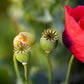 100 RED TULIP POPPY Papaver Glaucum Flower Seeds
