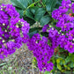 35 PURPLE CREPE MYRTLE Lagerstroemia Indica Flowering Shrub Bush Small Tree Seeds