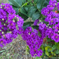 50 MIXED CREPE MYRTLE Lagerstroemia Indica Tree Shrub Crape  6 Color Mix - Red, Purple, Light Pink, Dark Pink, White, & Lilac Flower Seeds