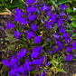 200 CRYSTAL PALACE LOBELIA Regatta Purple Blue Lobelia Erinus Flower Seeds